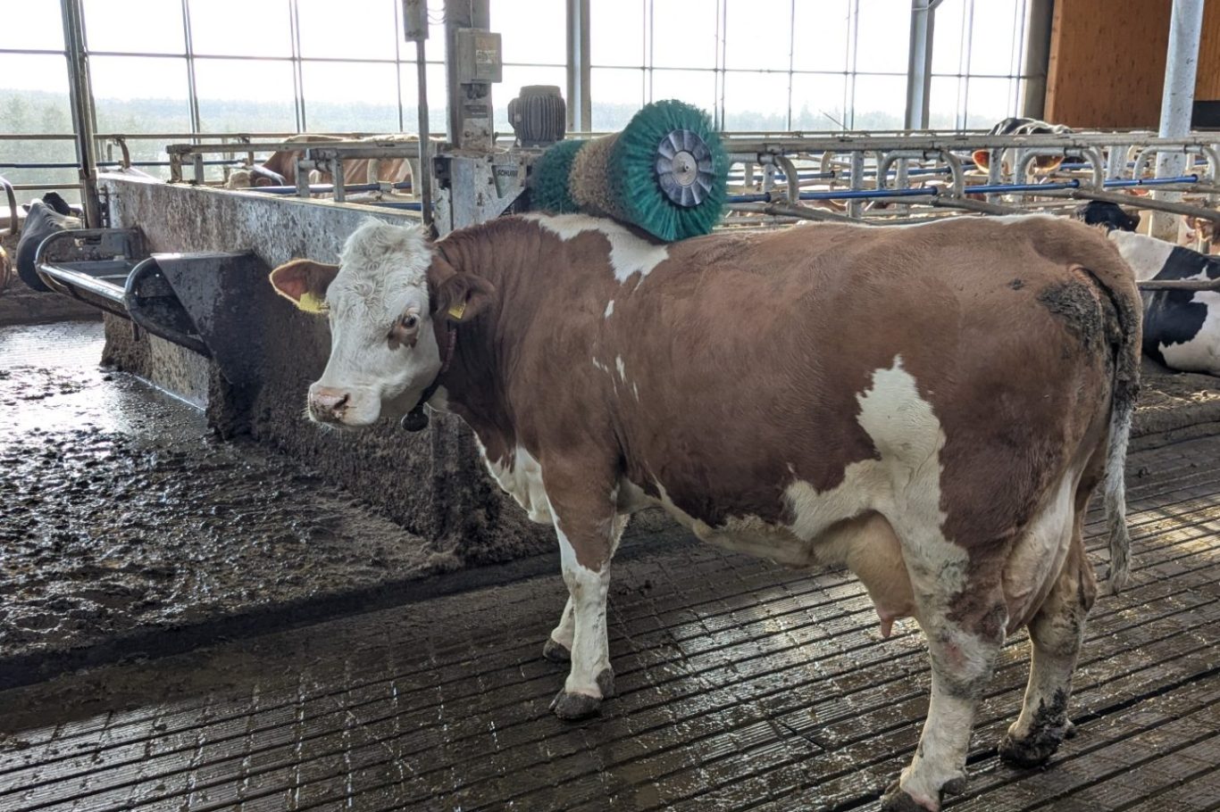 Kühe in einem Stall mit einem Tier im Vordergrund und einem anderen im Hintergrund.