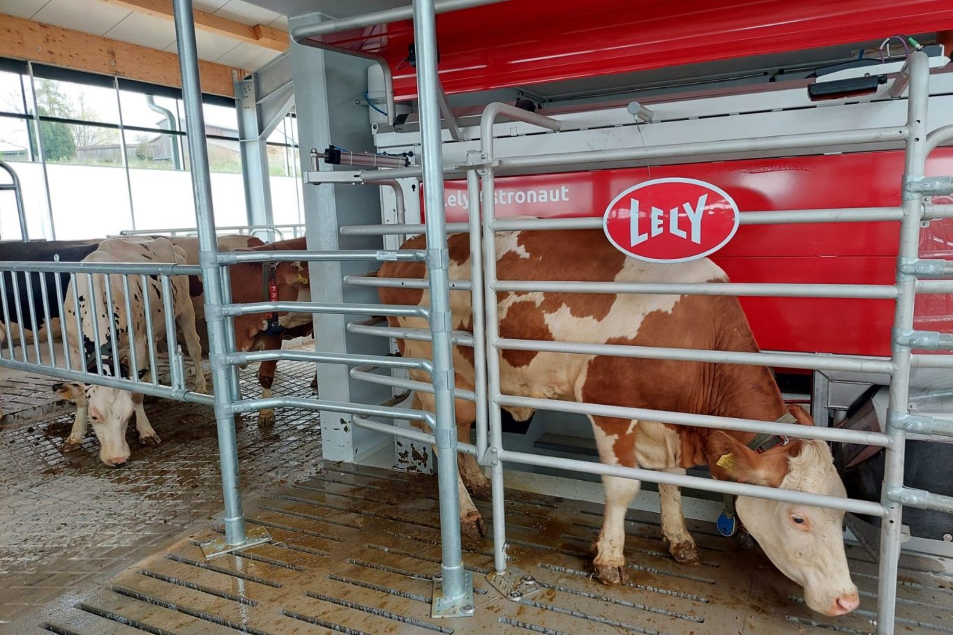 Kühe stehen in einem Stall neben einem Melkstand mit roter Maschine.