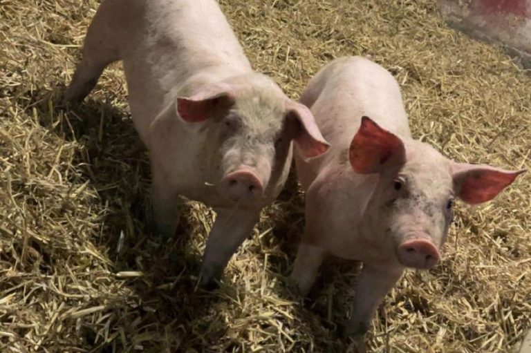 Zwei junge Schweine stehen auf Heu und sehen aufmerksam in die Kamera.