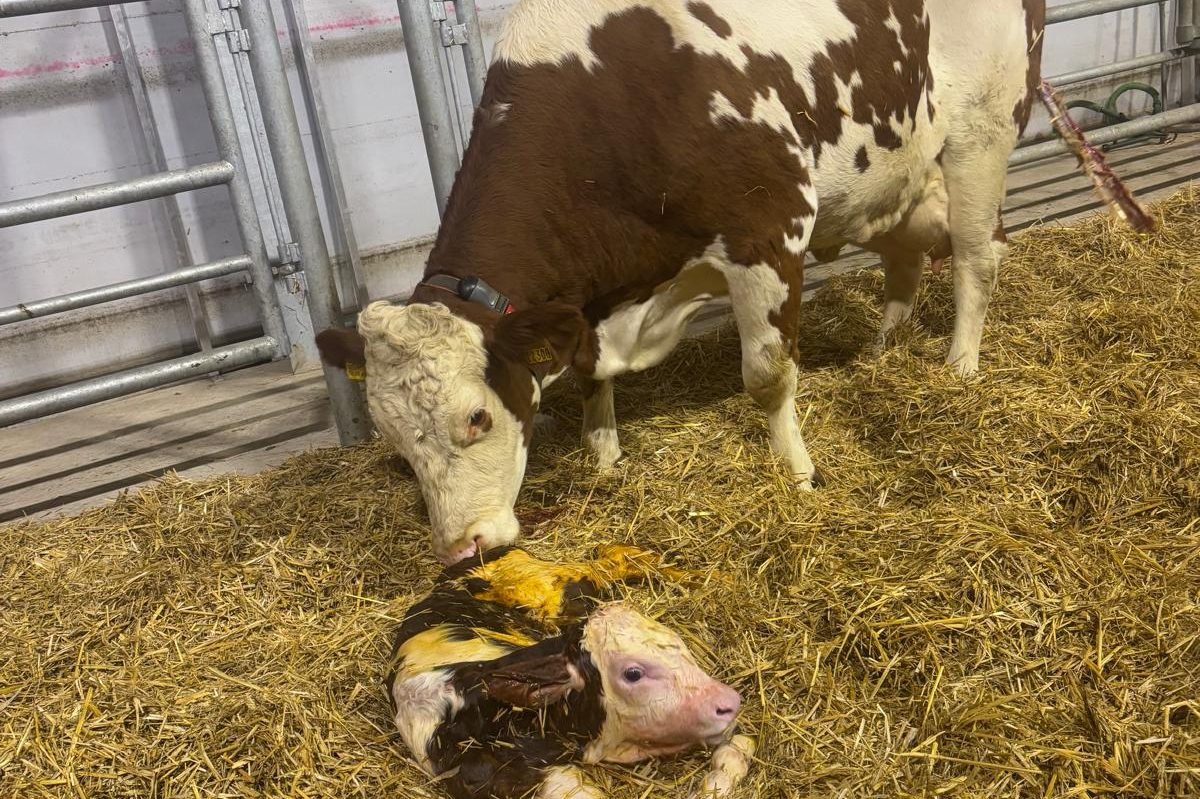 Eine Kuh mit ihrem neugeborenen Kalb in einem Strohstall.