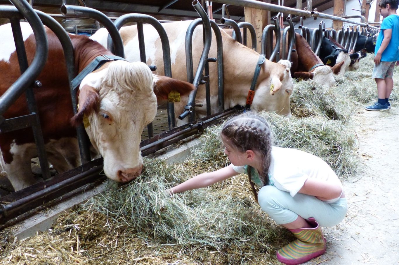 Ein Mädchen füttert Kühe mit Heu in einem Stall.