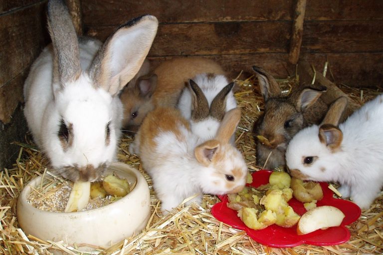 Kleine Kaninchen fressen aus Schalen und genießen frisches Obst auf Heu.