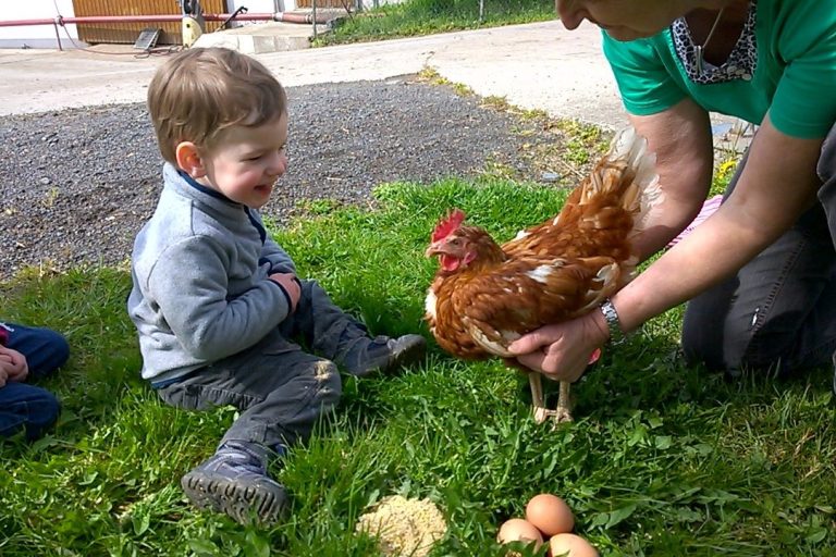 Ein Kind lacht, während ein Erwachsener ein Huhn und Eier auf dem Boden zeigt.