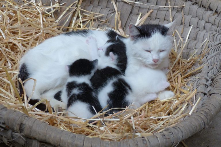 Eine weiße Katze liegt wärmeliegend mit ihren schwarzanfarbigen Kätzchen im Strohnest.